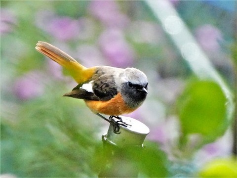 1104ジョウヒタキ♂②