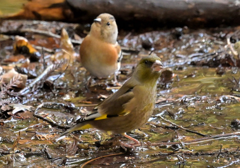 260219ｵｵｶﾜﾗﾋﾜ④