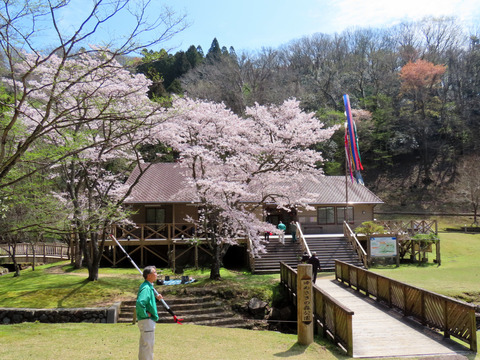 鯉のぼりと桜3
