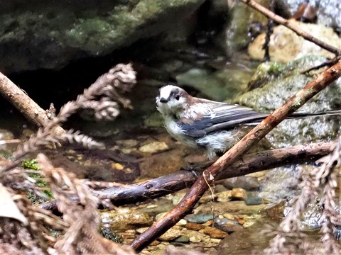 0729エナガ幼鳥④