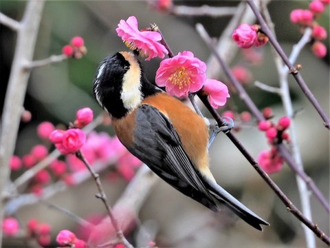 200227ﾔﾏｶﾞﾗ②