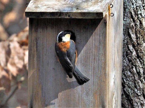 220311ﾔﾏｶﾞﾗ①