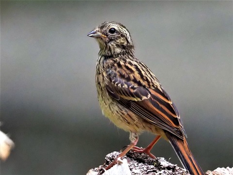 0810ホオジロ幼鳥④