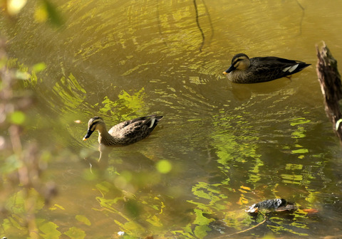 1114ｶﾙｶﾞﾓ②