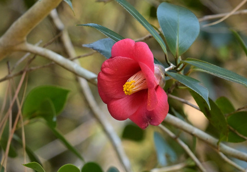 260305ﾔﾌﾞﾂﾊﾞｷ