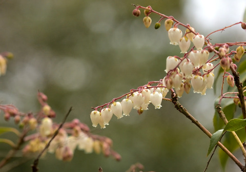 260104ｱｾﾋﾞ②