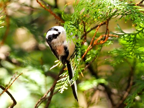 240206ｴﾅｶﾞ③