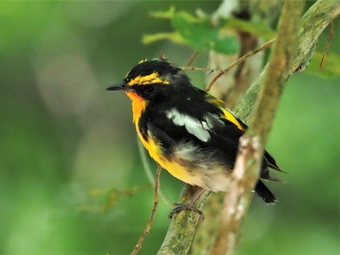 0724キビタキ幼鳥③