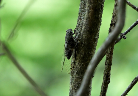 03ﾂｸﾂｸﾎﾞｳｼ