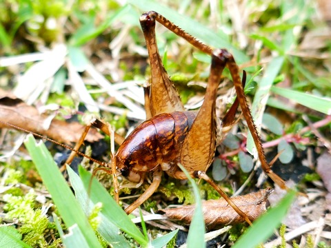 1007マダラカマドウマ②