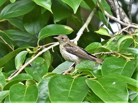 0617キビタキ幼鳥