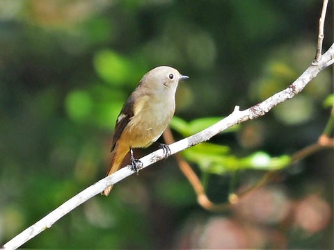 1110ジョウビタキ♀①