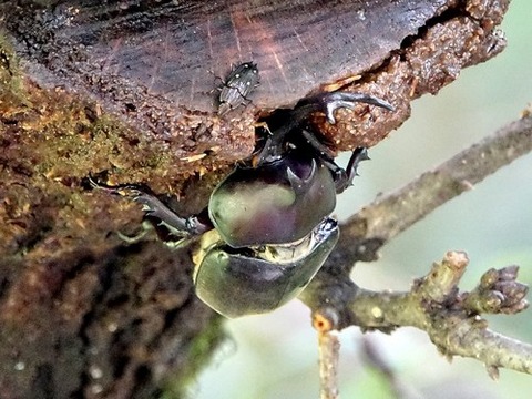 0723カブトムシ♂②