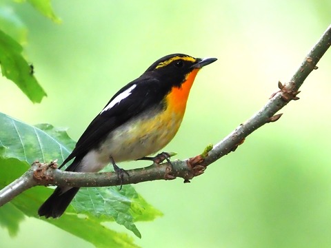 0520キビタキ♂②