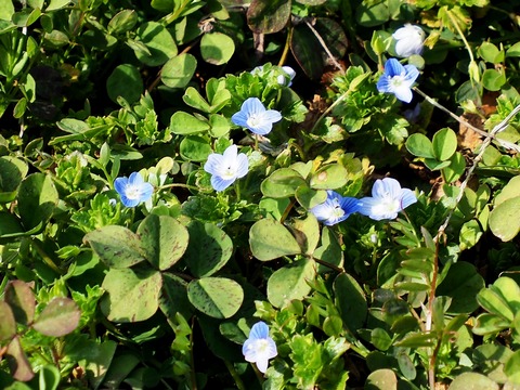 240214ｵｵｲﾇﾉﾌｸﾘ①