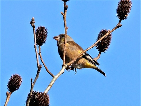 1123ｶﾜﾗﾋﾜ⑥