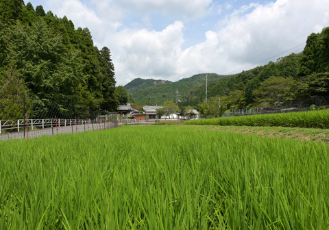 08稲