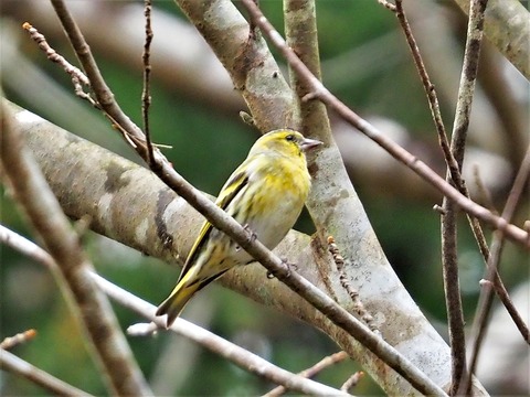 1130マヒワ♀①
