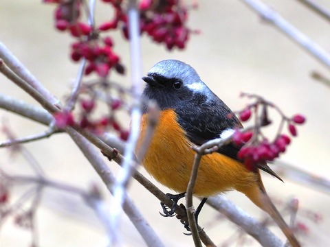 230223ジョウビタキ♂④