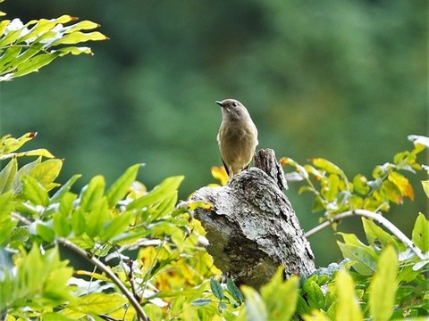 1103ジョウビタキ♀①