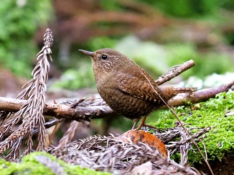 230204ﾐｿｻｻﾞｲ⑤