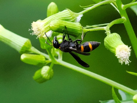 17ｵｵﾌﾀｵﾋﾞﾄﾞﾛﾊﾞﾁ