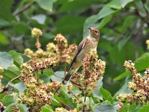 0826ｵｵﾙﾘ♀②