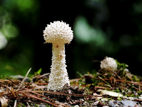 08ｼﾛｵﾆﾀｹ