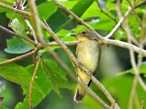 0813キビタキ♀③