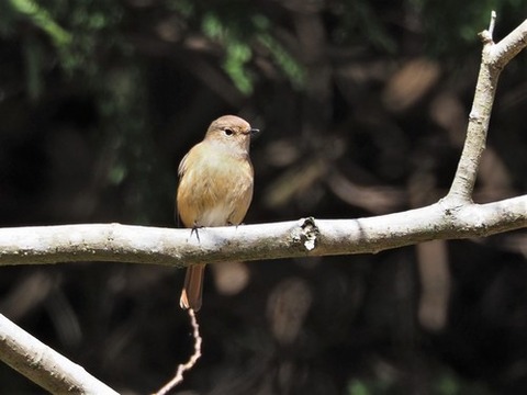 200227ｼﾞｮｳﾋﾞﾀｷ♀①