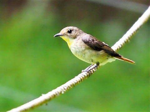 0715キビタキ?幼鳥①