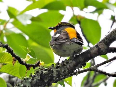 0426ｷﾋﾞﾀｷ⑦