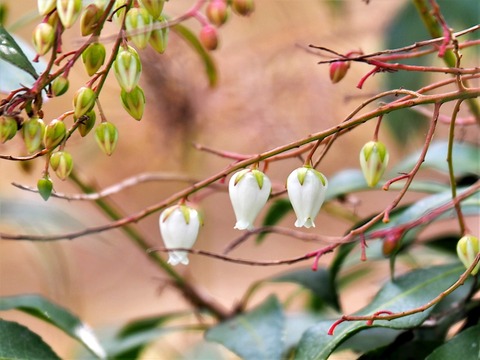 220203ｱｾﾋﾞ①