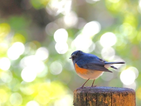 240206ﾙﾘﾋﾞﾀｷ♂⑦