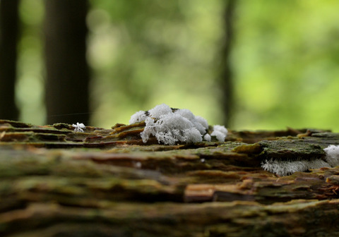 0813ﾂﾉﾎｺﾘ②