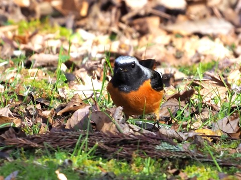 1221ｼﾞｮｳﾋﾞﾀｷ②