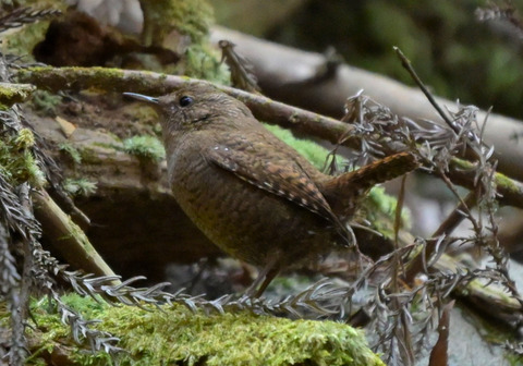 260221ﾐｿｻｻﾞｲ②
