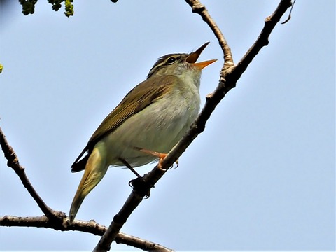 0419ｾﾝﾀﾞｲﾑｼｸｲ⑥