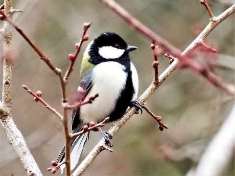 0130ｼｼﾞｭｳｶﾗ①