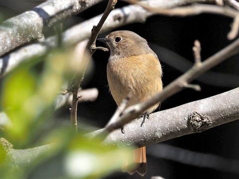 200227ｼﾞｮｳﾋﾞﾀｷ♀④