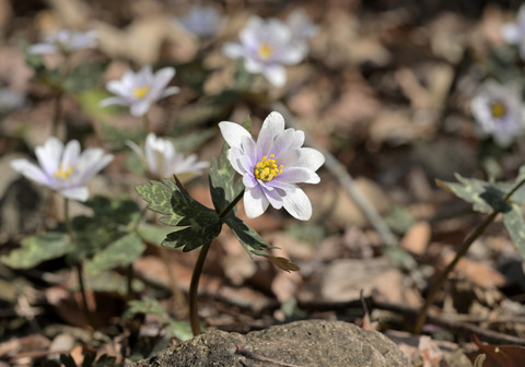 260301ﾕｷﾜﾘｲﾁｹﾞ②
