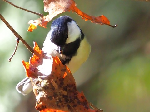 240208ｼｼﾞｭｳｶﾗ⑤
