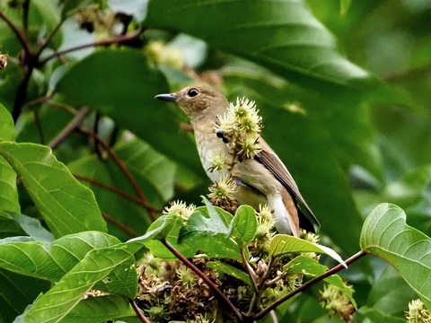 0823ｷﾋﾞﾀｷ⑦