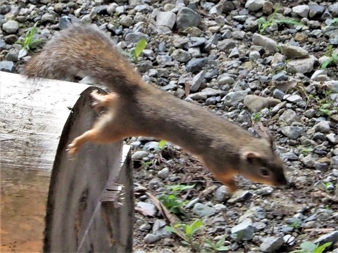 0622ﾆﾎﾝﾘｽ⑥
