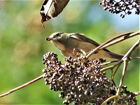 1114ルリビタキ♀⑤