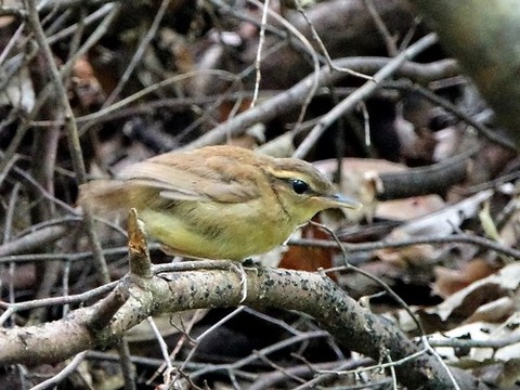 0623ヤブサメ幼鳥⑤