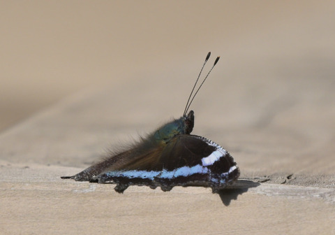 260305ﾙﾘﾀﾃﾊ①