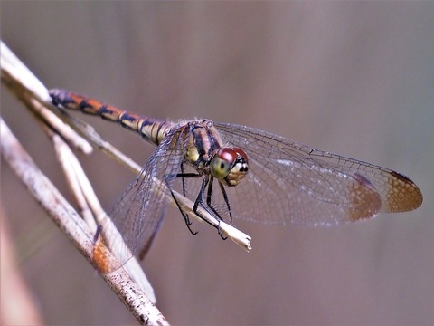 1012マユタテアカネ♀①