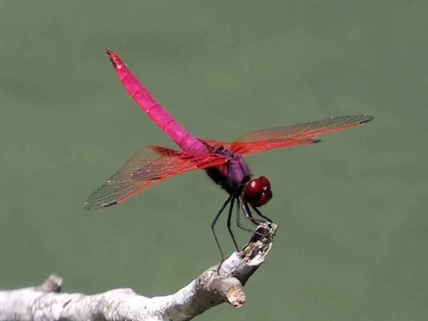 0705ﾍﾞﾆﾄﾝﾎﾞ♂②