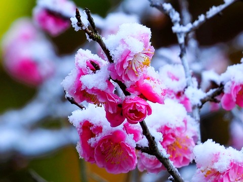 240321梅に雪④